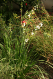 Libertia grandiflora RCP4-07 016.jpg